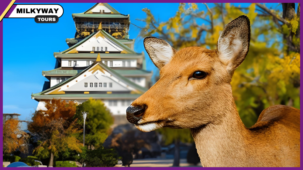 Kyoto and Nara – Explore Japan’s Ancient Cultural Capitals